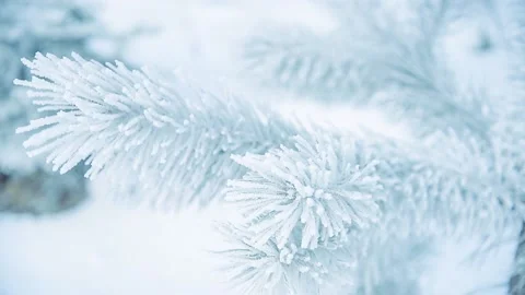 Frosted pine branch Stock Footage 145420242
