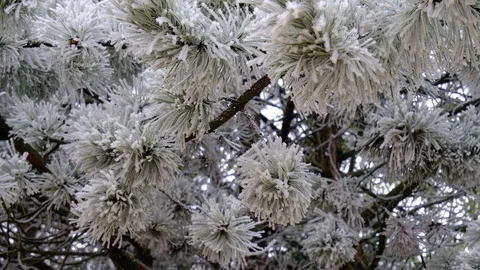 Frosted Pine Branches Stock Footage 123415867