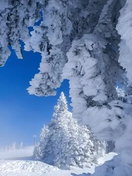 Frosted Pine Branches Framing Blue Sky Stock Photos