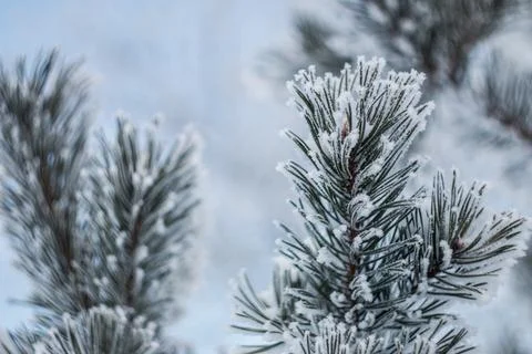 Frosted Pine Branches Stock Photos