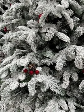 Frosted pine branches with red berries in Christmas time Stock Photos