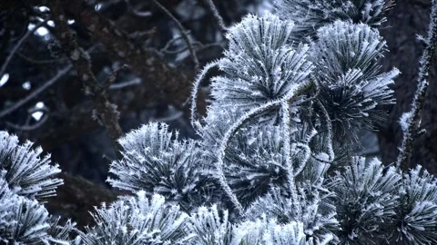Frosted Pine Forest in Mist – Winter Ice Patterns 4K Cinematic Nature Stock-Footage 320189243