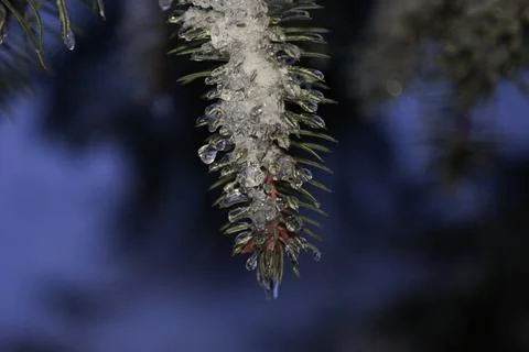Frosted Pine Needle with Ice Crystals and Snow Stock Photos