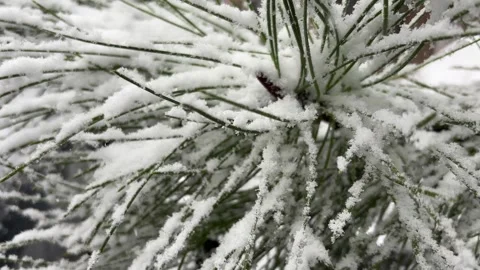 Frosted Pine Needles Abstractly Coated in White Snow Stock Footage 324789553