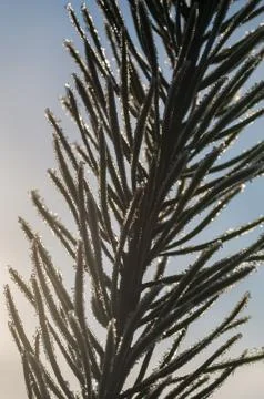 Frosted pine needles closeup Stock Photos