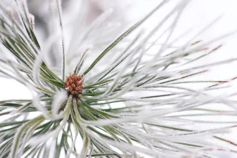 Frosted Pine Needles Stock Photos