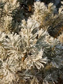 Frosted pine Stock Photos