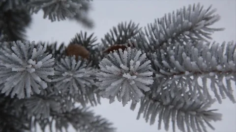 Frosted Pine Tree Branch Stock Footage 100735925