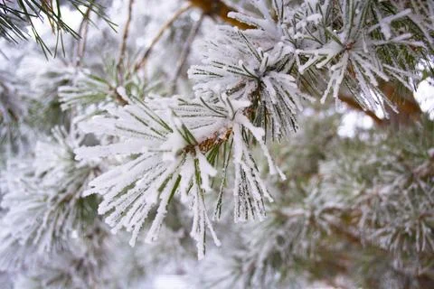 Frosted pine tree branches covered in colder season Stock Photos