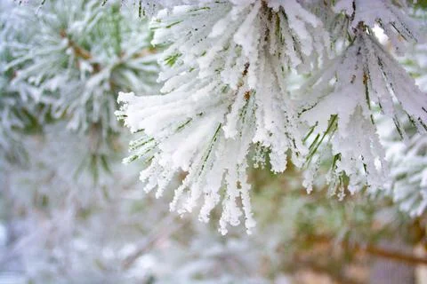 Frosted pine tree branches covered in colder season Stock Photos