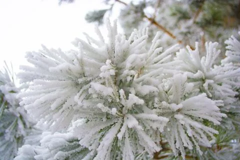 Frosted pine tree branches covered in colder season Stock Photos