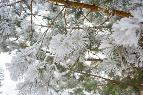 Frosted pine tree branches covered in colder season Stock Photos
