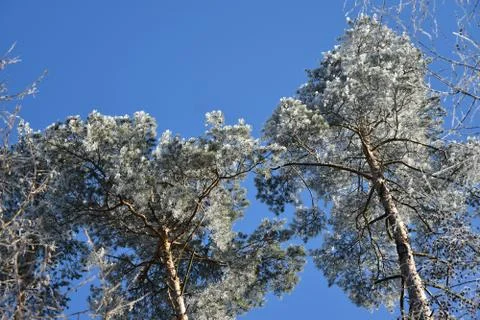 Frosted pine tree crown, blue sky. Stock Photos