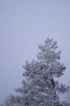 Frosted pine tree reaching into a pale winter sky, showcasing the beauty of.. Stock Photos
