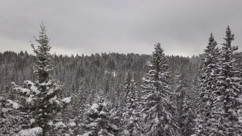 Frosted Pine Trees Stock Footage 166102330