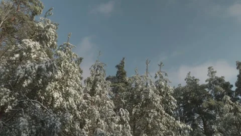 Frosted pine trees tops in wilderness winter KYIV, UKRAINE - DECEMBER 30, 2025 Stock Footage 333612905