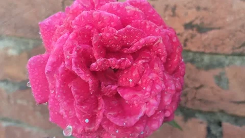 Frosted Pink Rose Close-Up 스톡 동영상 337408718
