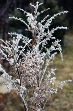 Frosted plant Stock Photos