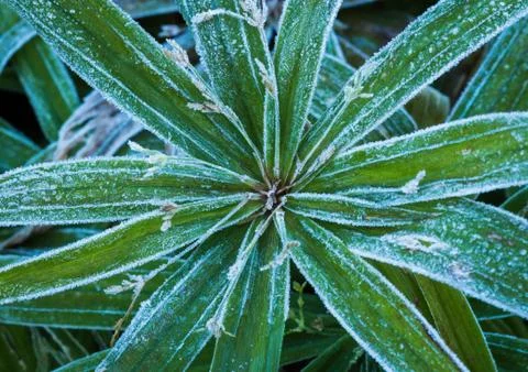 Frosted plant Stock Photos