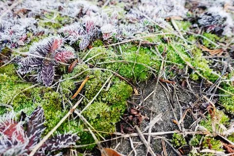 Frosted Plants and Vibrant Green Moss Foto stock