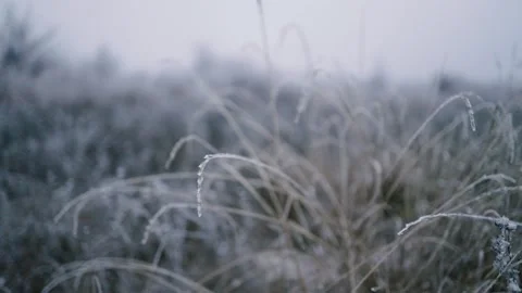Frosted plants in winter forest. Beautiful winter scenery with close up of Vídeos de archivo 167544633