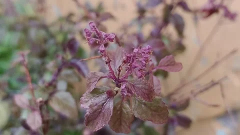 Frosted Purple Basil Flower Closeup Stock Footage 340516978