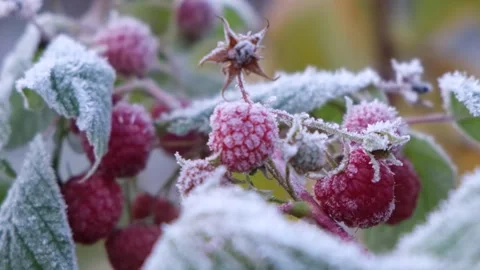 Frosted raspberry branch Stock Footage 332455699
