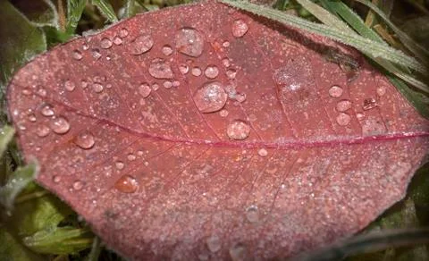Frosted red leaf 스톡 사진