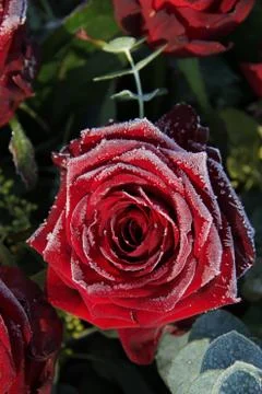 Frosted red rose Stock Photos