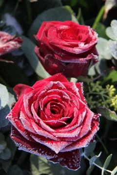 Frosted red rose Stock Photos