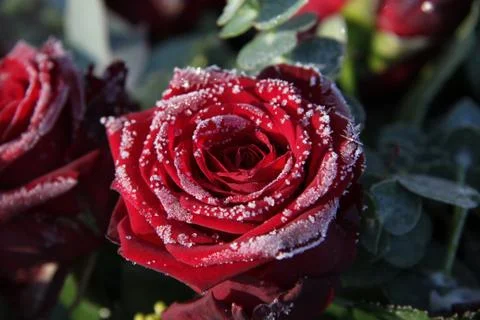 Frosted red rose Stock Photos