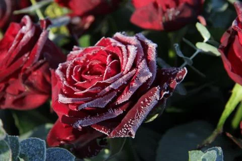Frosted red roses Stock Photos