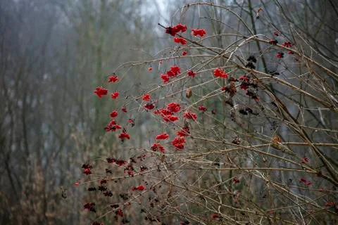 Frosted red rowan Stock Photos