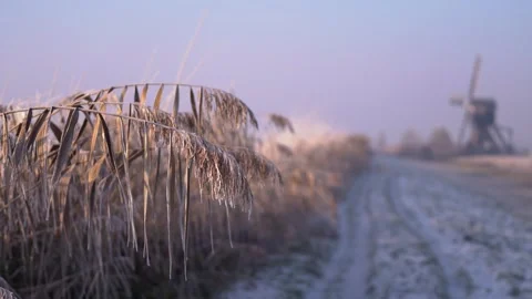 Frosted Reeds Glowing in Winter Sunrise with Windmill in Background Stock Footage 340885953