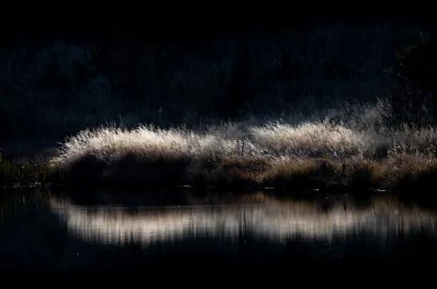 Frosted Reeds Night Reflection Dark Lake Bulgaria Stock Photos