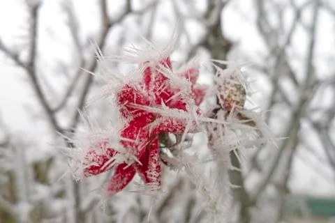 Frosted rose Фото