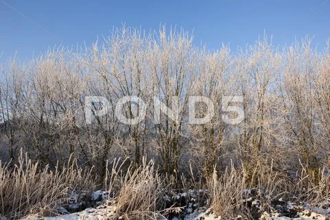 Frosted saplings Stock Photos