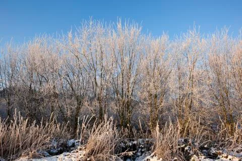 Frosted saplings Stock Photos