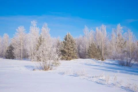 Frosted snow trees in a tranquil winter landscape. peaceful atmosphere Stock Photos