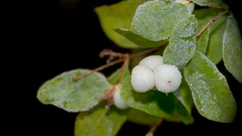 Frosted snowberries Foto stock