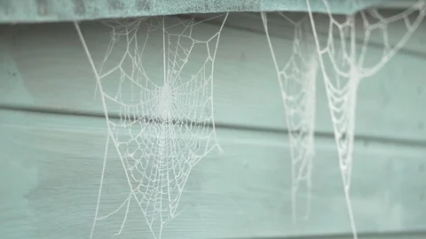 Frosted spider webs blowing in the wind Stock Footage 102194669