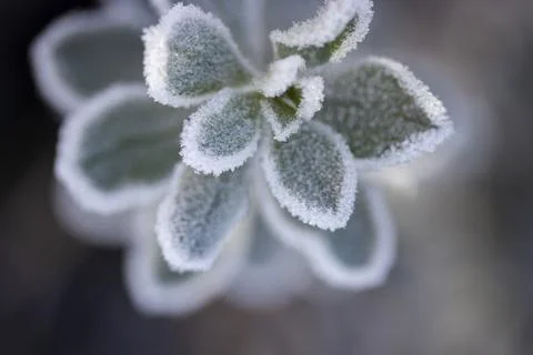 Frosted Texas Sage Foto stock