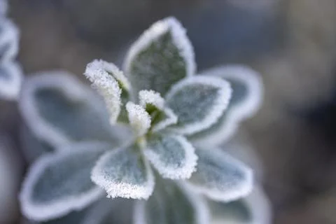 Frosted Texas Sage Stock Photos