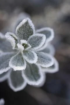 Frosted Texas Sage Stock Photos