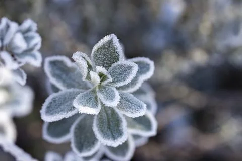 Frosted Texas Sage Stock Photos