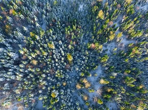 Frosted Tips Stock Photos