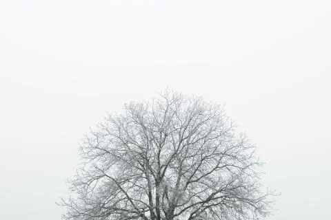 Frosted top of the tree in winter time Stock Photos