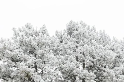 Frosted top of the tree in winter time Stock Photos