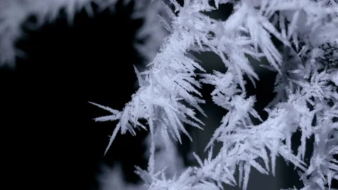 Frosted Tree Branch at Night in Winter Stock Footage 71713735