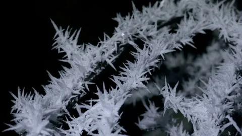 Frosted Tree Branch at Night in Winter Stock Footage 71713983